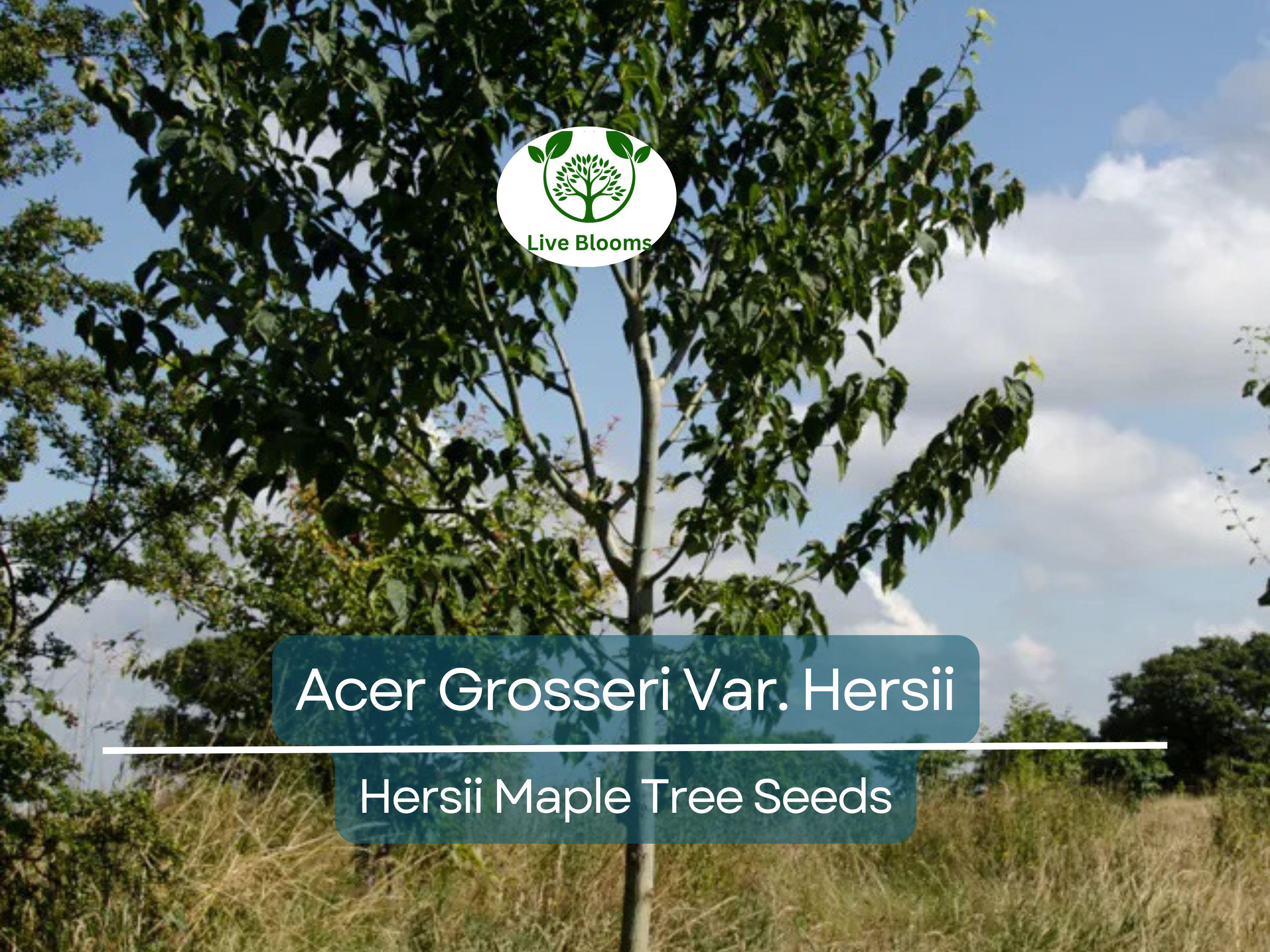 10 Seeds Acer Grosseri Var. Hersii (Hersii Maple) for Planting - Rare Hardy Tree, Ideal for Bonsai, Landscaping, & Gardens - Tree Seeds