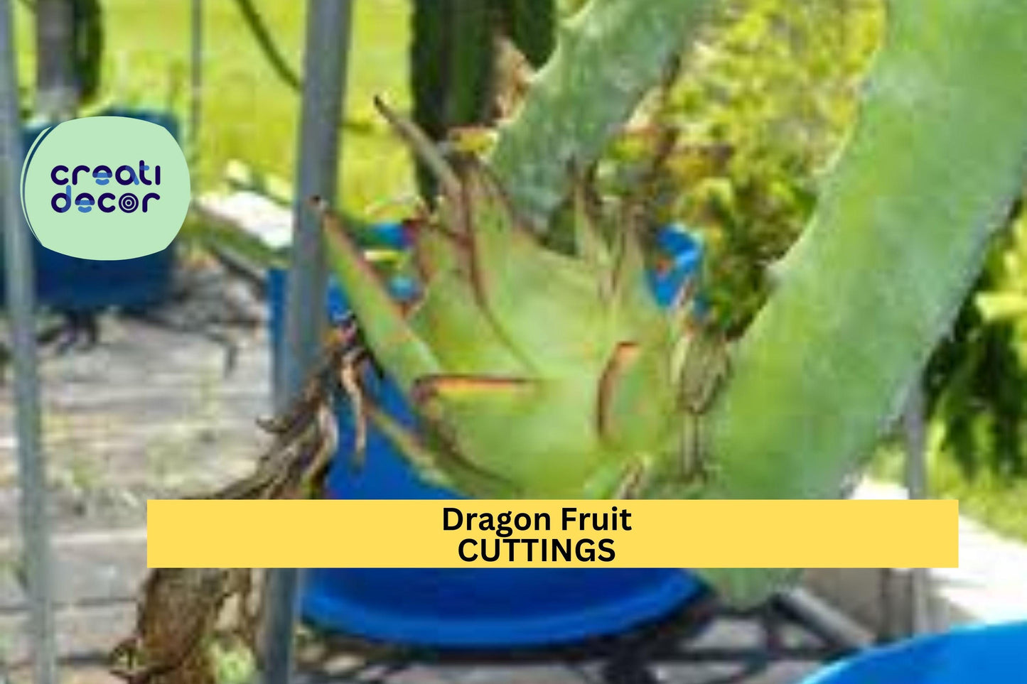 1 Mature Dragon Fruit Cuttings – ‘Orejona’ Variety | Hylocereus undatus Stems for Planting in Pots, Trellises, or Tropical Gardens