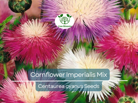 100 Seeds Cornflower ‘Imperialis Mix’ – Centaurea cyanus – Bachelor Button Purple Blend – Non-GMO Heirloom Flowers for Pollinators