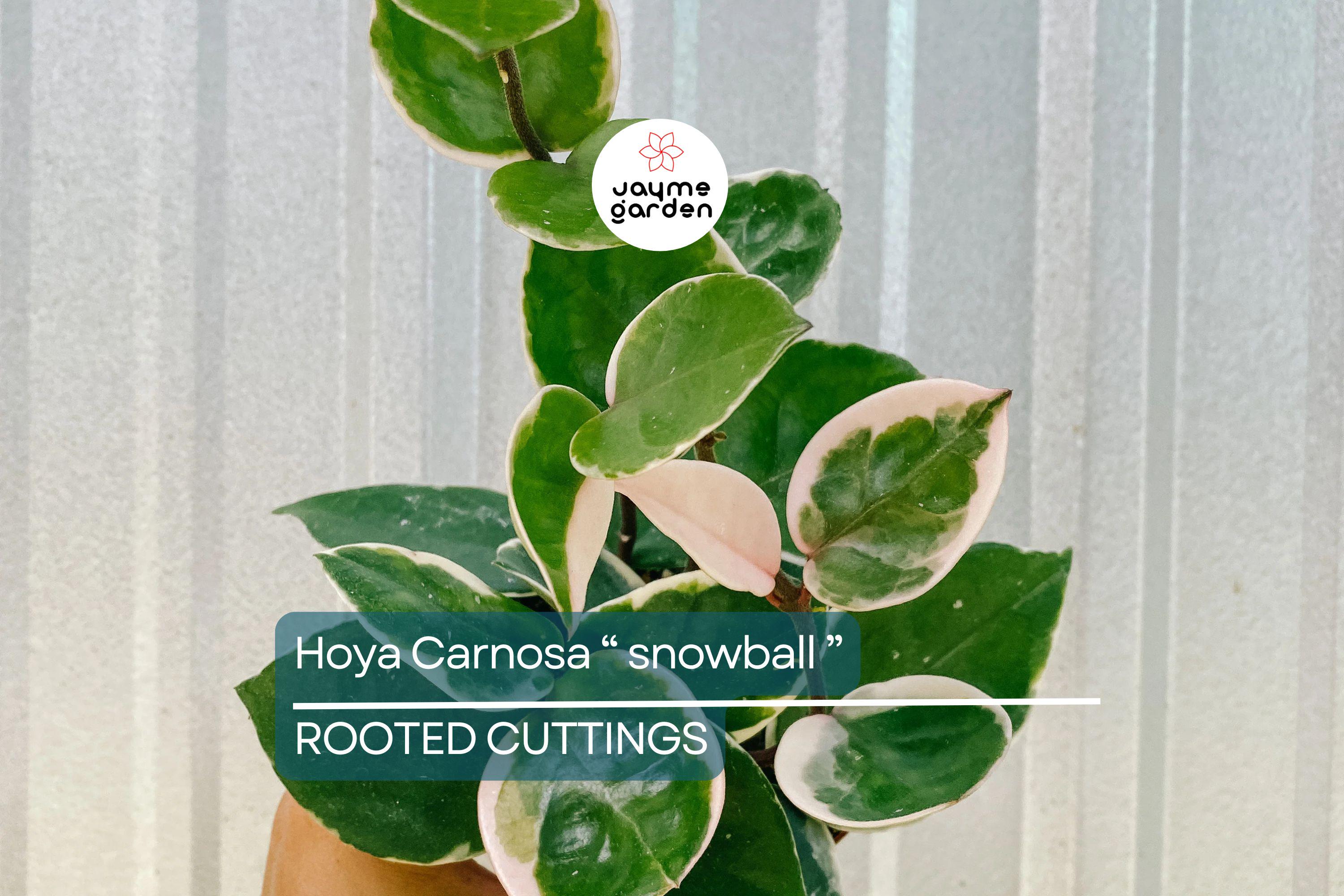 Hoya Carnosa ‘Snow Ball’ Well-Rooted Cutting 4 Inch Pot | Starter Live Plant | Easy to Grow | Fragrant Wax Flowers | Houseplant Gift