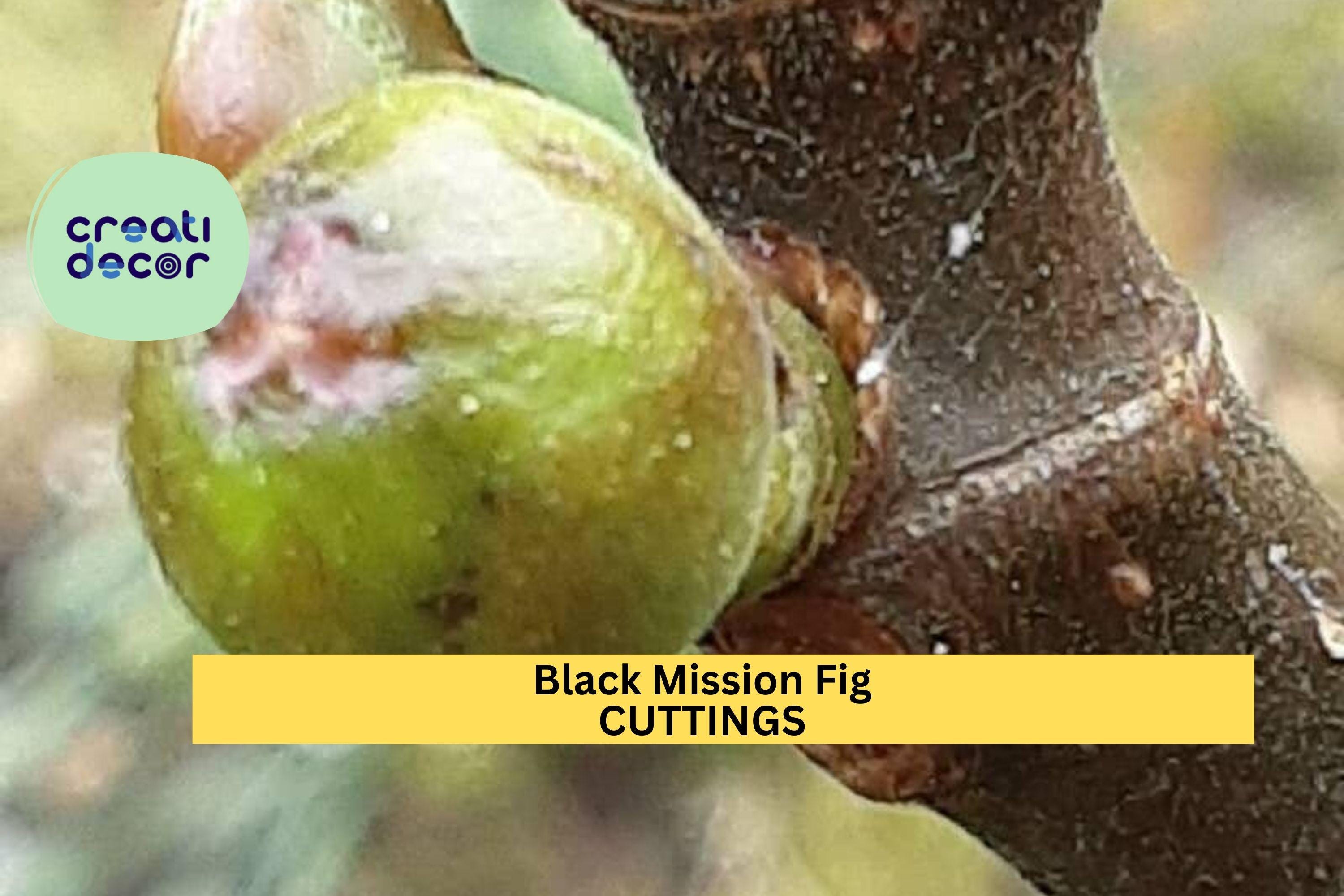 1 Black Mission Fig Cutting – 10" Ficus carica Twig for Propagation | Sweet Fruit Tree Variety for Growing in Pots, Orchards, or Gardens