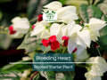 1 Bleeding Heart Rooted Starter Plant - Clerodendrum thomsoniae, White & Red Blooms, Hardy Vine for Garden, Perfect for Landscapes