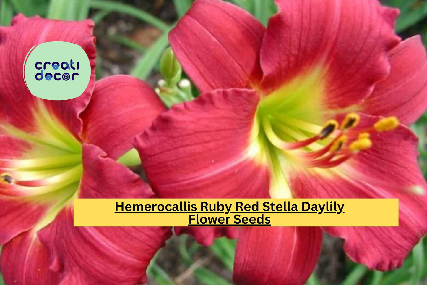 Hemerocallis Ruby Red Stella Daylily – 1 Live Bare Root Fan Plant, Hardy Perennial Flower, Bright Red Blooms for Garden Borders & Beds