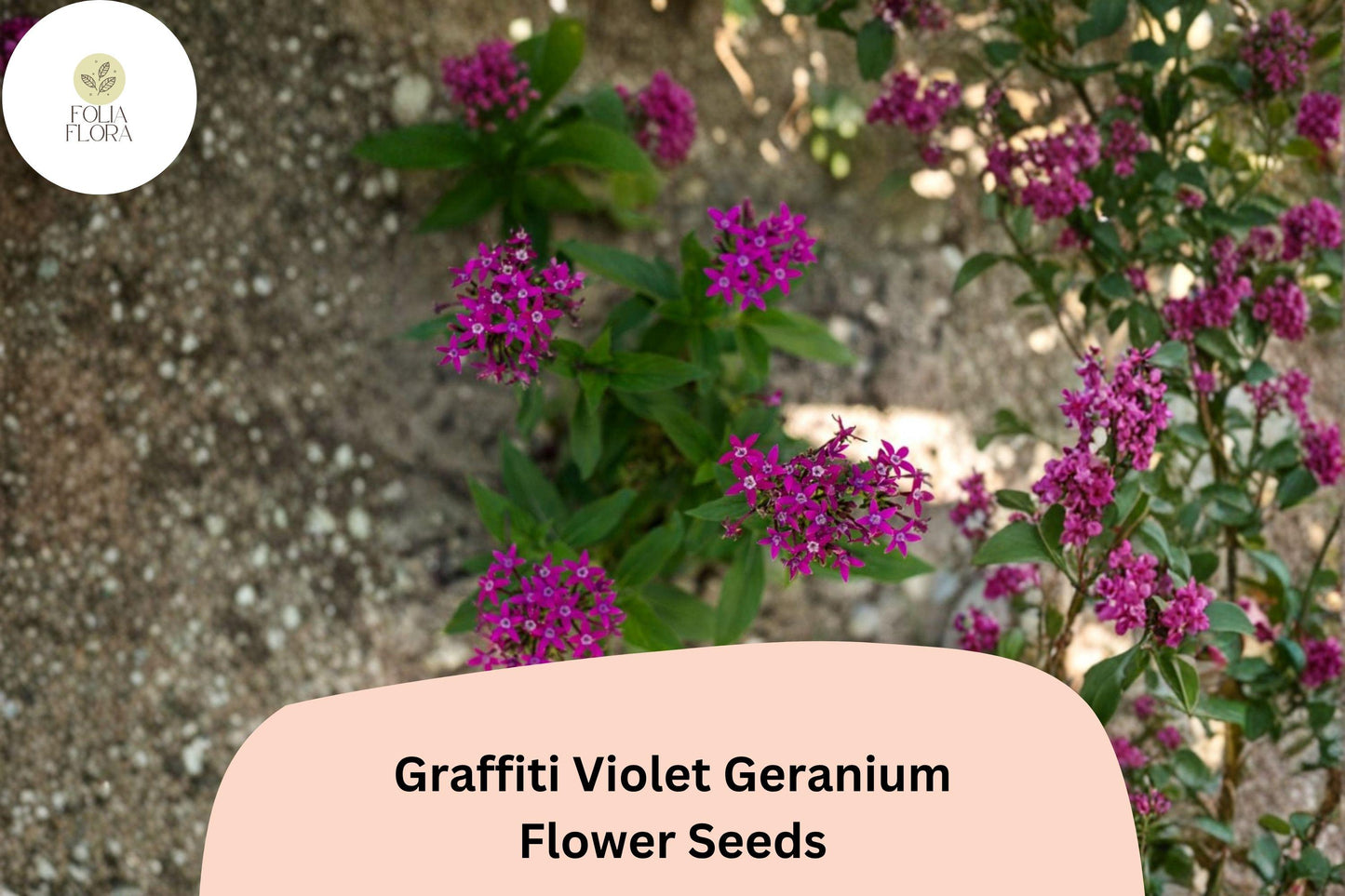 25+ Graffiti Violet Geranium Seeds | Purple Zonal Pelargonium | Garden Flower Seeds