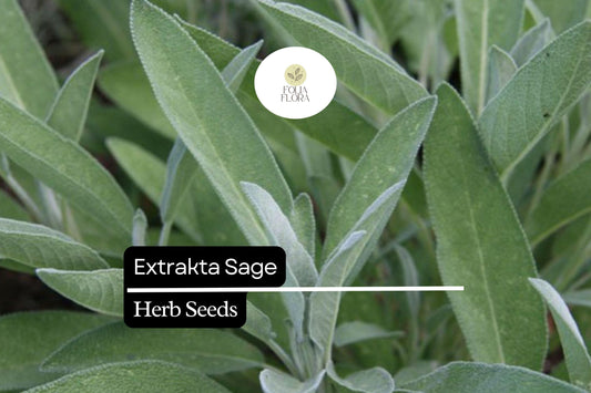 50 Seeds Extrakta Sage (Salvia officinalis) – Aromatic Culinary Herb for Cooking