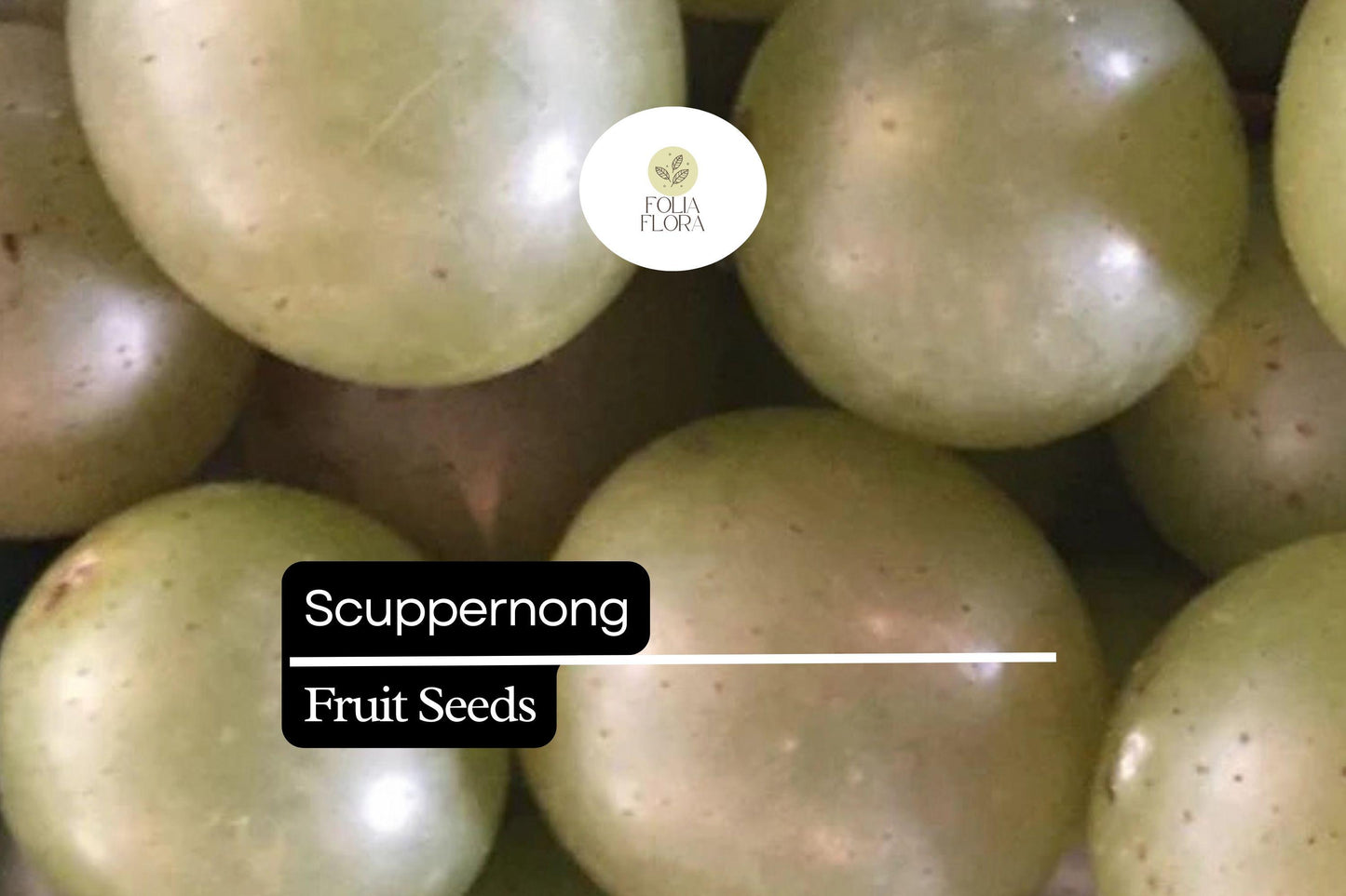 Scuppernong Grape Seeds (Vitis rotundifolia) | 5 Seeds | Grow Sweet Muscadine Grapes | Edible, High-Yield Vine