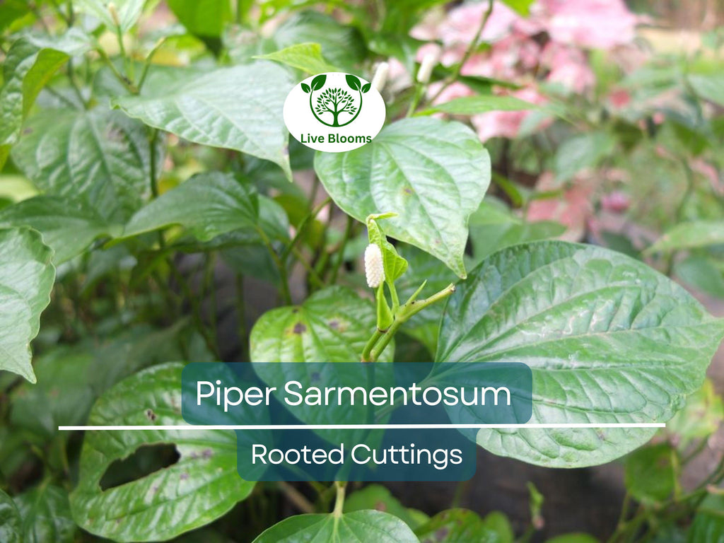 12 Piper Sarmentosum Bareroot Cuttings, Wild Betel Leaf, Thai Herb, Piper Betel, Herb Culinary Plant, Easy to Grow, Rooting Cuttings