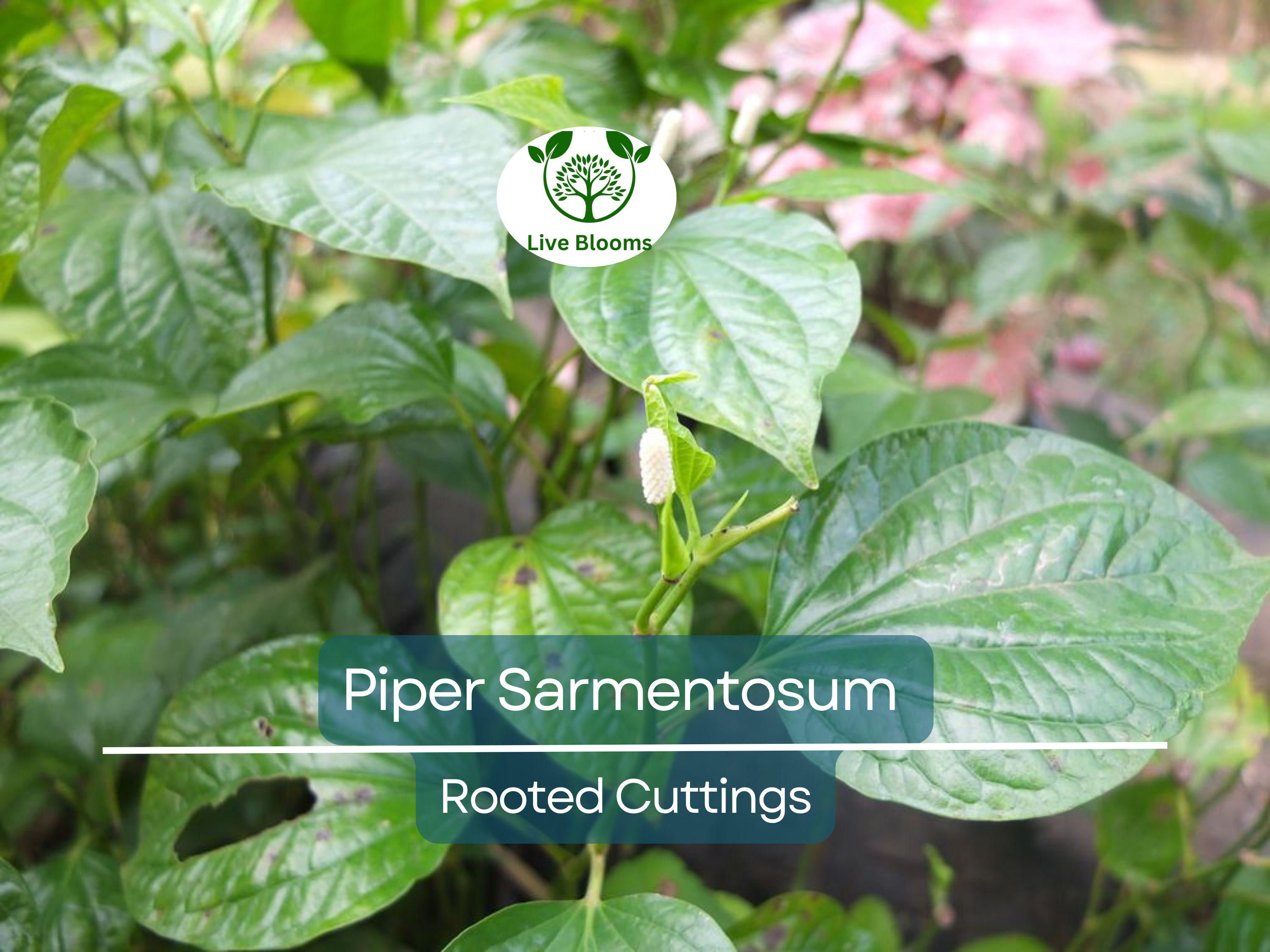12 Piper Sarmentosum Bareroot Cuttings, Wild Betel Leaf, Thai Herb, Piper Betel, Herb Culinary Plant, Easy to Grow, Rooting Cuttings
