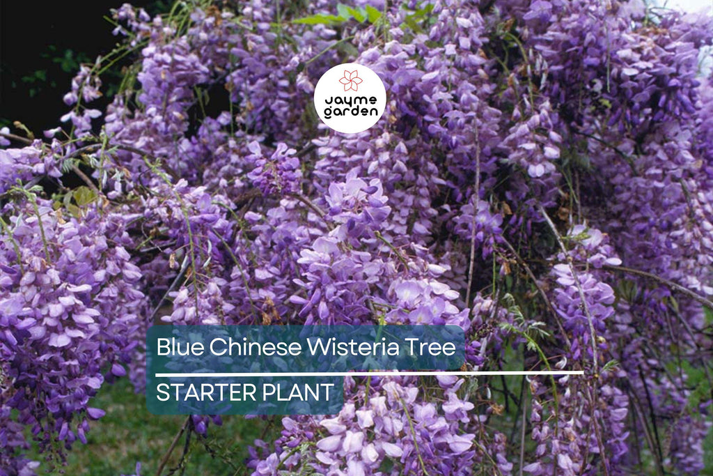 Blue Chinese Wisteria Tree 1-2ft Tall | Live Plant, Ready to Plant | Blue Flowers, Bare Root