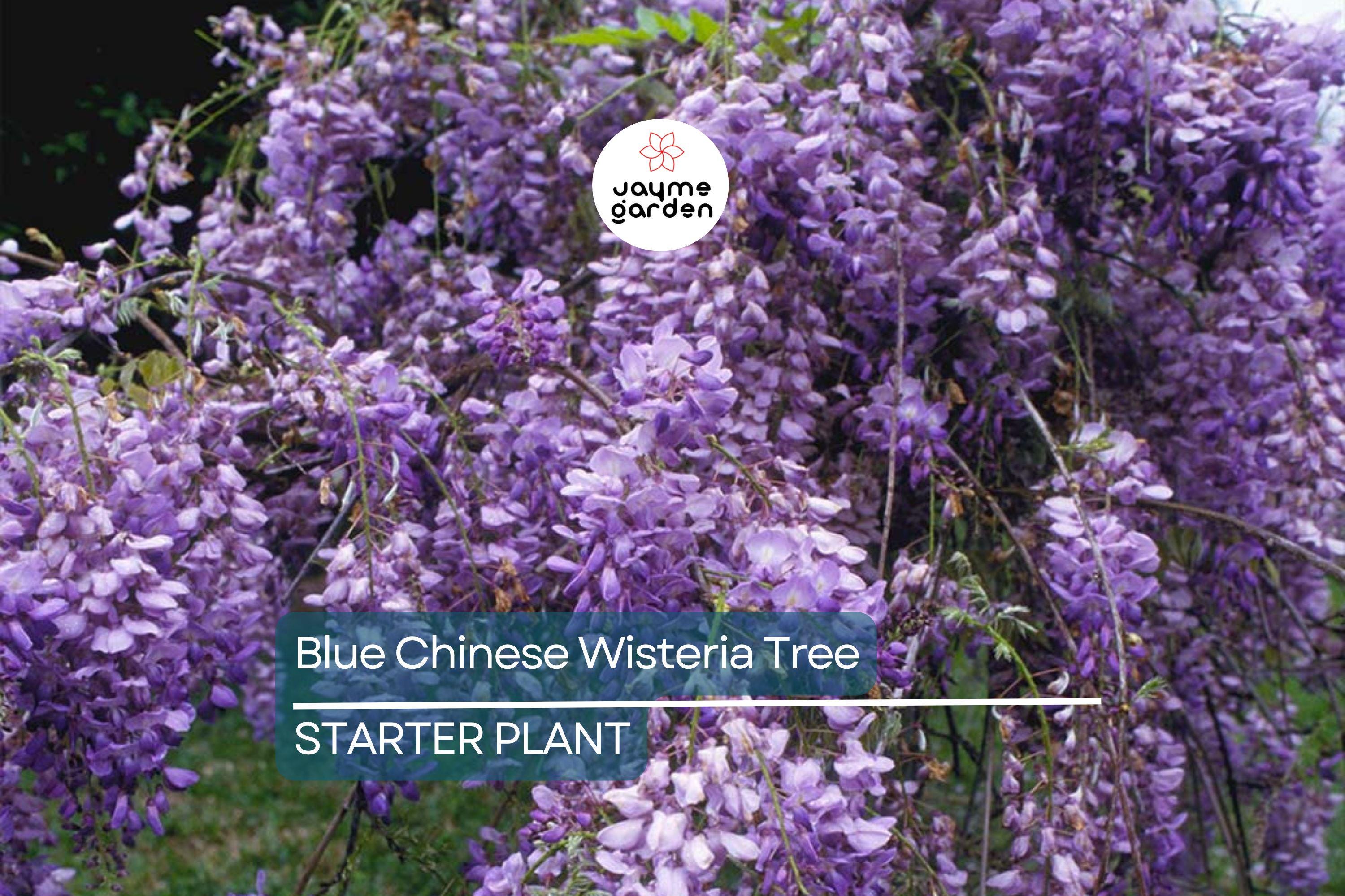Blue Chinese Wisteria Tree 1-2ft Tall | Live Plant, Ready to Plant | Blue Flowers, Bare Root