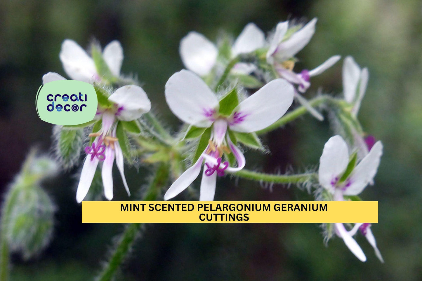 3 Mint-Scented Fuzzy Geranium Cuttings – 6" Pelargonium Stems | Rare Scented Variety for Pots, Garden Borders, or Herb-Themed Beds