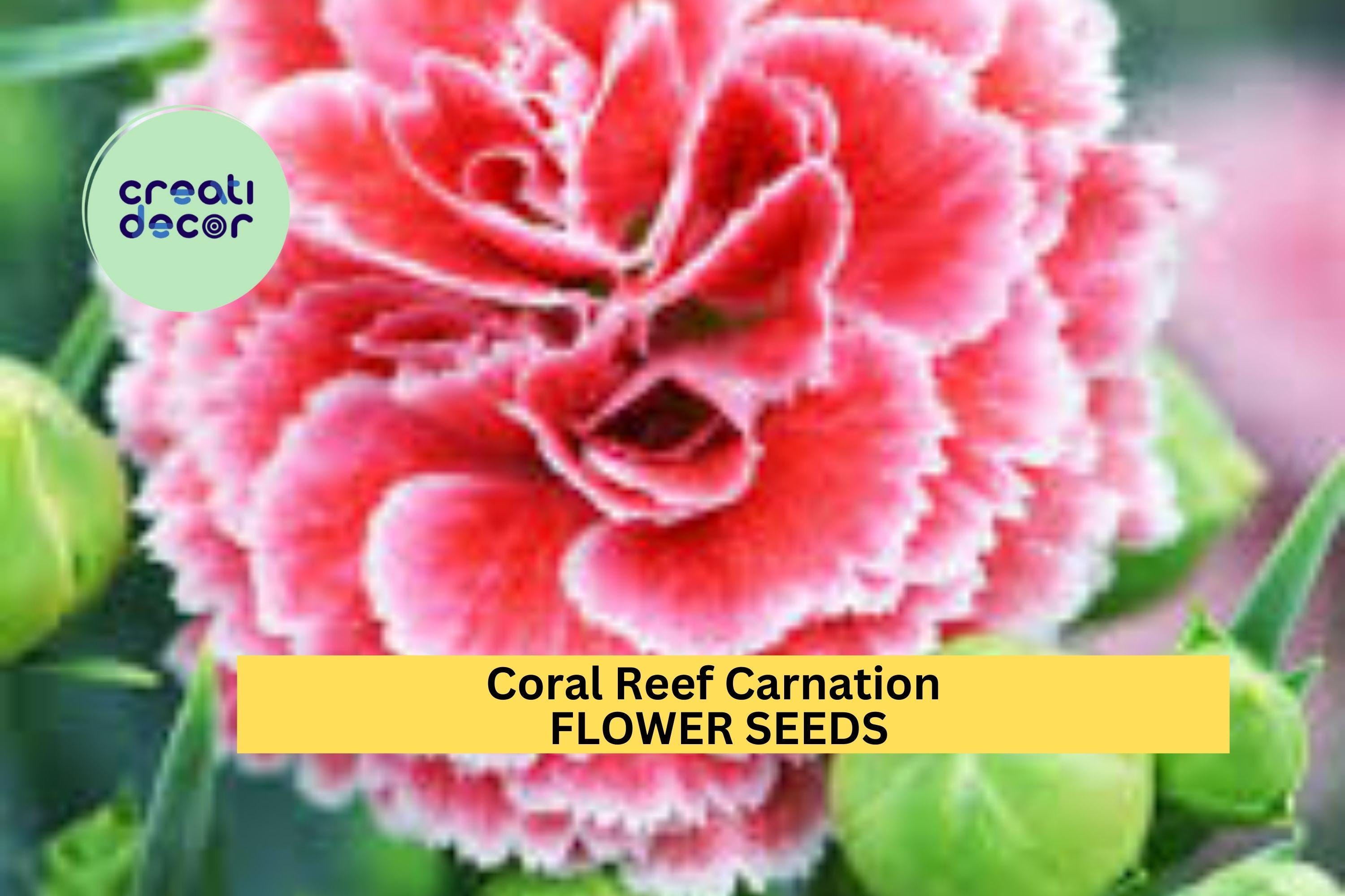 200+ Coral Reef Carnation Seeds – Frilled Coral-Pink Blooms for Garden Planting, Long-Lasting Annuals for Beds & Bouquets – USA