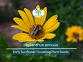 250 mg Seeds Early Sunflower (Helianthus annuus) – Vibrant Flowering Plant for Planting, Gardening, & Pollinator-Friendly Landscapes