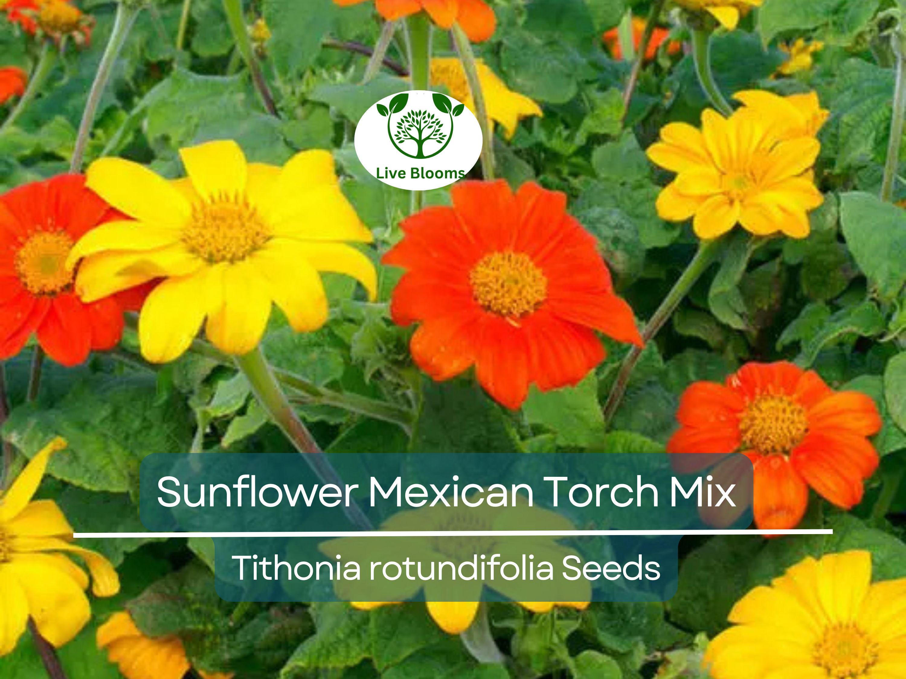 50 Seeds Sunflower Mexican Torch Mix, Non-GMO, Orange & Yellow Blooms, Pollinator Friendly, Bee Attracting, Beautiful Garden Flowers