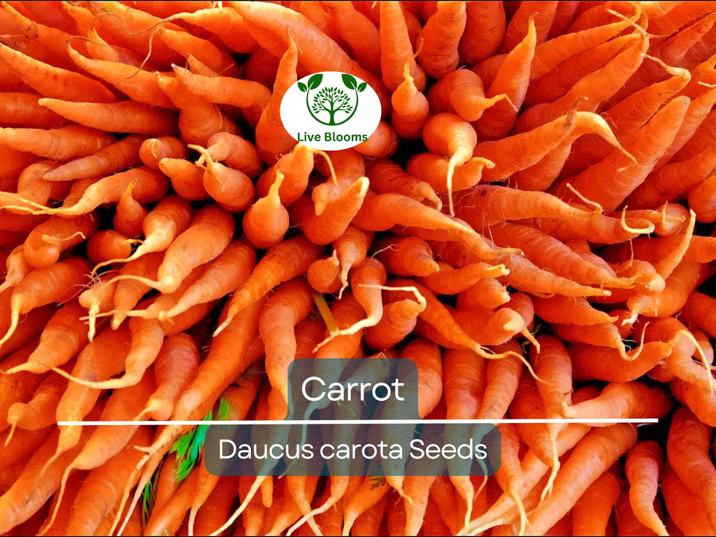 1250 Bulk Carrot Seed | Daucus carota, Microgreens for Sprouting & Planting, Organic Vegetable Seeds, Non-GMO, Fresh Home Garden Supply