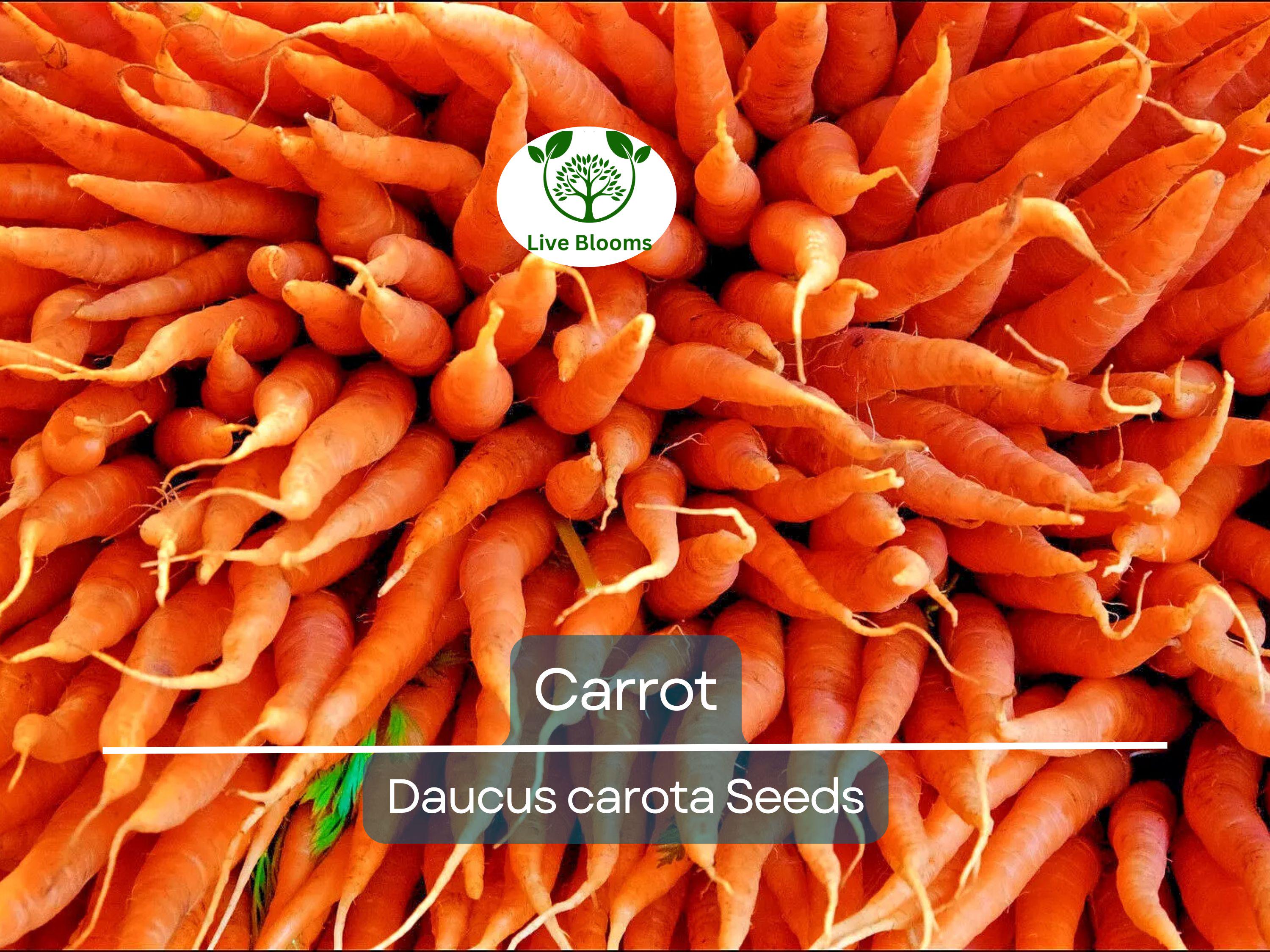 1250 Bulk Carrot Seed | Daucus carota, Microgreens for Sprouting & Planting, Organic Vegetable Seeds, Non-GMO, Fresh Home Garden Supply