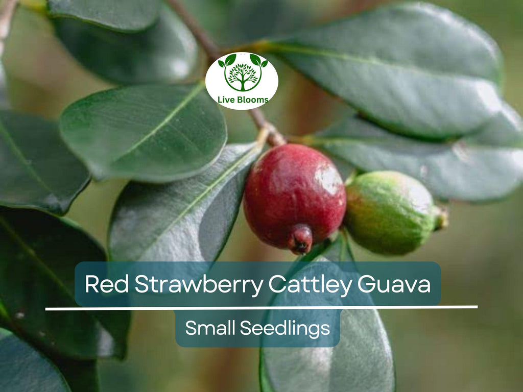 1 Cattley Strawberry Guava Psidium Cattleianum Seedlings 7"-12", Tropical Fruit, Edible Guava, Easy to Grow, Sweet & Delicious Fruit Plant
