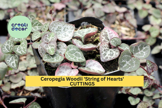 10 String of Hearts Cuttings | Ceropegia Woodii Succulent Vine | 10–12" Trailing Starter | Rare Indoor Plant | USA Seller