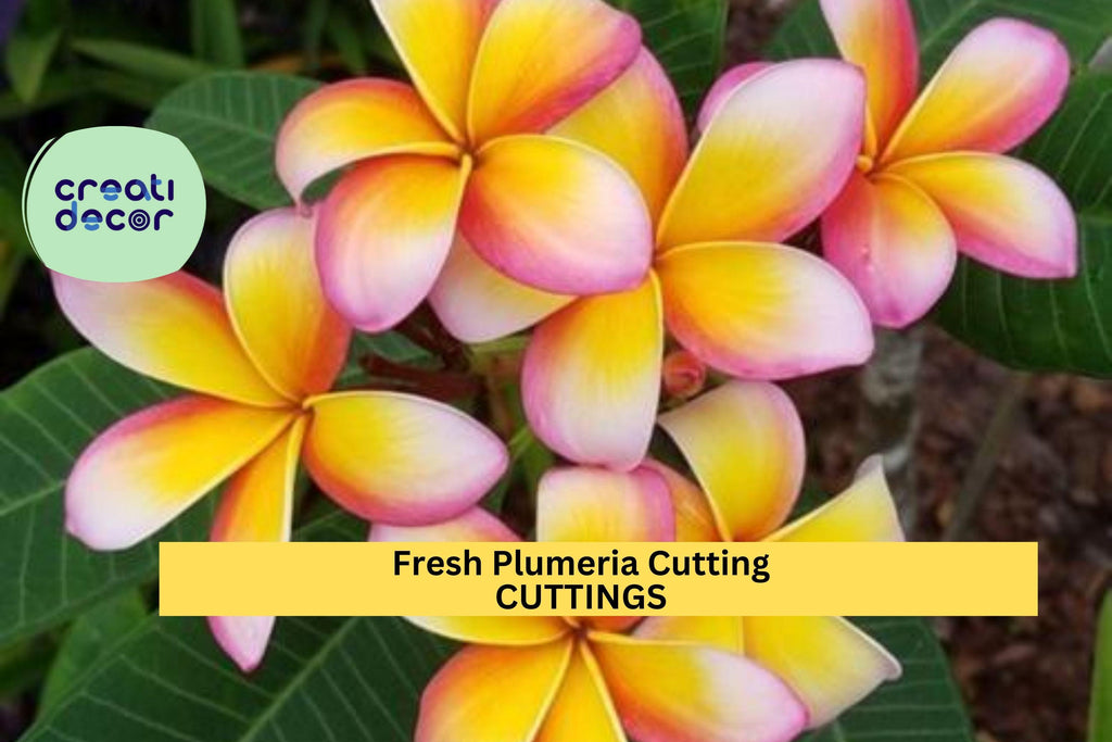 1 Fresh Plumeria Cutting 12"+ | Frangipani Tree Starter | Unrooted Tropical Flower | Grows Fragrant Blooms | Easy to Root in Warm Zones