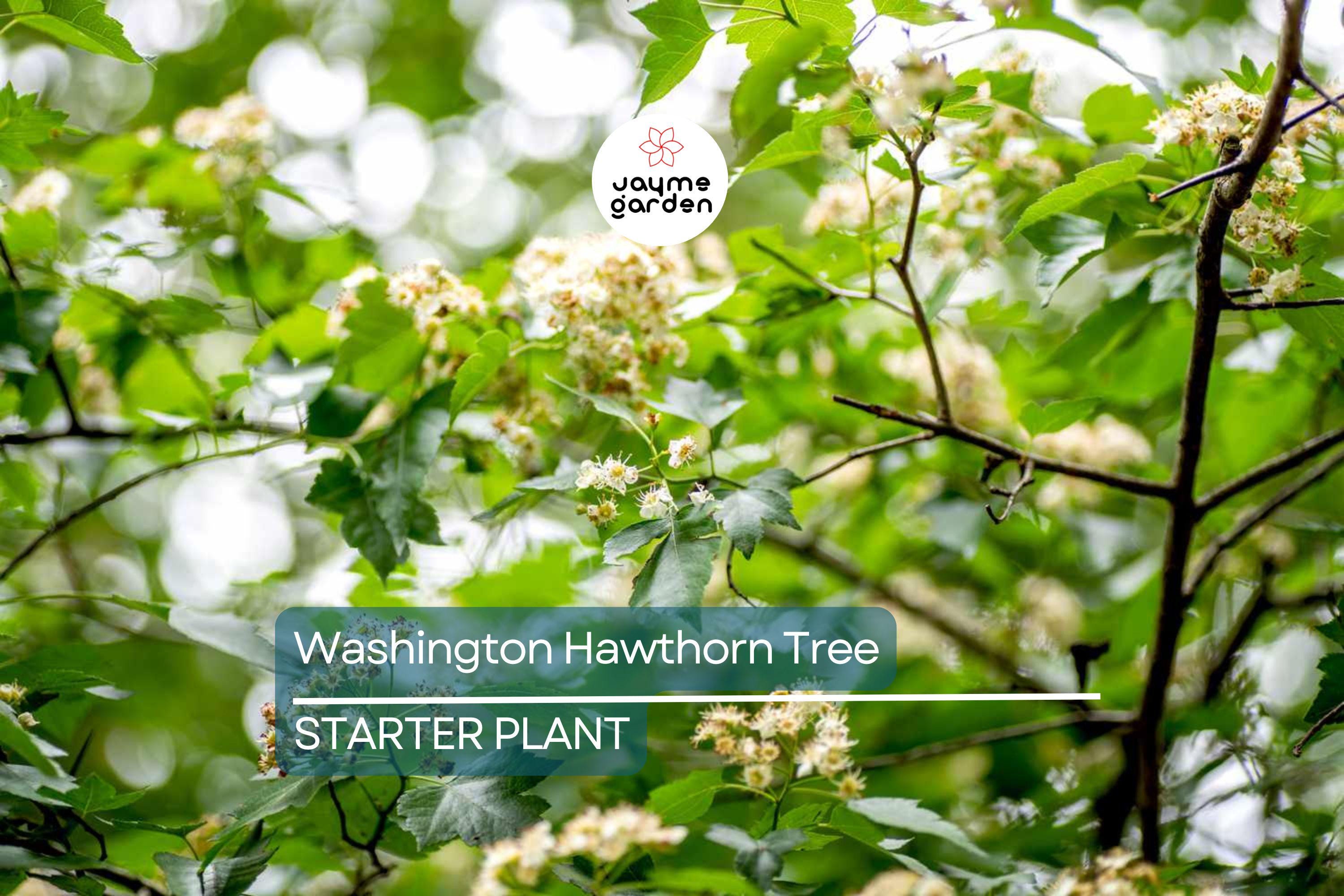 Washington Hawthorn Tree | Live Bare Root Plant | Crataegus phaenopyrum | 18-24" | Songbird Friendly | Zones 3–10
