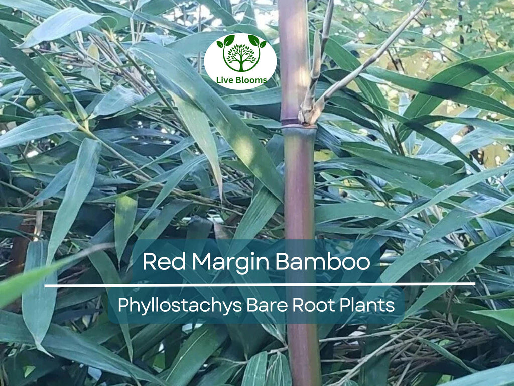 1 Red Margin Bamboo – Bare Root Rhizome Plant – Phyllostachys rubromarginata – Cold Hardy Bamboo for Privacy & Windbreaks