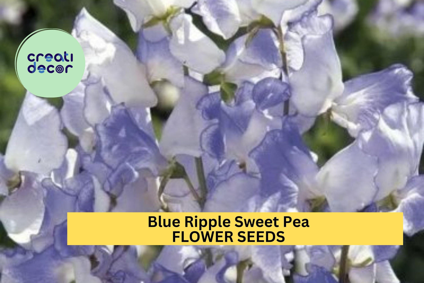 50+ Blue Ripple Sweet Pea Seeds – Marbled Blue & White Fragrant Blooms for Garden Planting, Climbing Vines for Trellises – USA