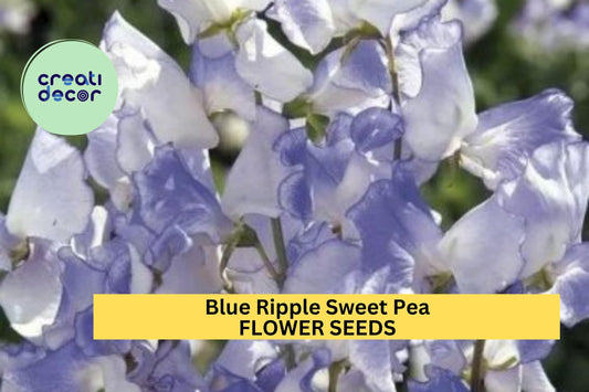 50+ Blue Ripple Sweet Pea Seeds – Marbled Blue & White Fragrant Blooms for Garden Planting, Climbing Vines for Trellises – USA