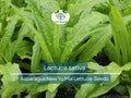 300 Asparagus Lettuce Seeds - New Yu Mai | Lactuca sativa | Unique Stem & Leaf Lettuce for Planting, Asian Cuisine, Crisp Texture