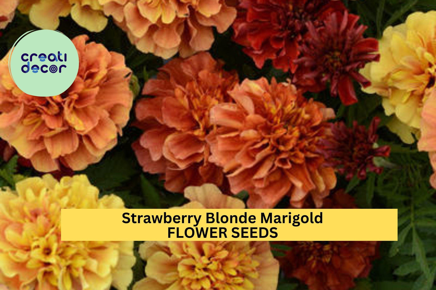 25+ Strawberry Blonde Marigold Seeds – Unique Pink-Orange Blooms for Garden Planting, Compact Annuals for Beds & Borders – USA