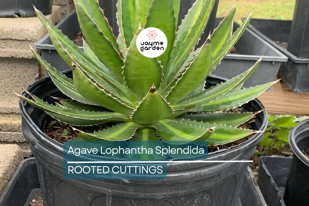 Agave Lophantha 'Splendida' – Rare Center Stripe Agave Succulent – 3" Tall Starter Plant – Exotic & Hardy