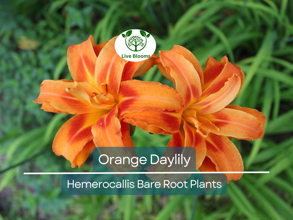 20 Orange Daylily Plants - Hemerocallis fulva - Tawny 'Ditch Lily' - Bare Root, Hardy Perennial, Pond/Bog Plant, Easy to Grow