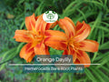20 Orange Daylily Plants - Hemerocallis fulva - Tawny 'Ditch Lily' - Bare Root, Hardy Perennial, Pond/Bog Plant, Easy to Grow