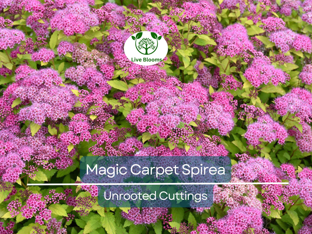 10 Magic Carpet Spirea Cuttings - Unrooted 6-8" | Easy to Grow, Colorful Shrub