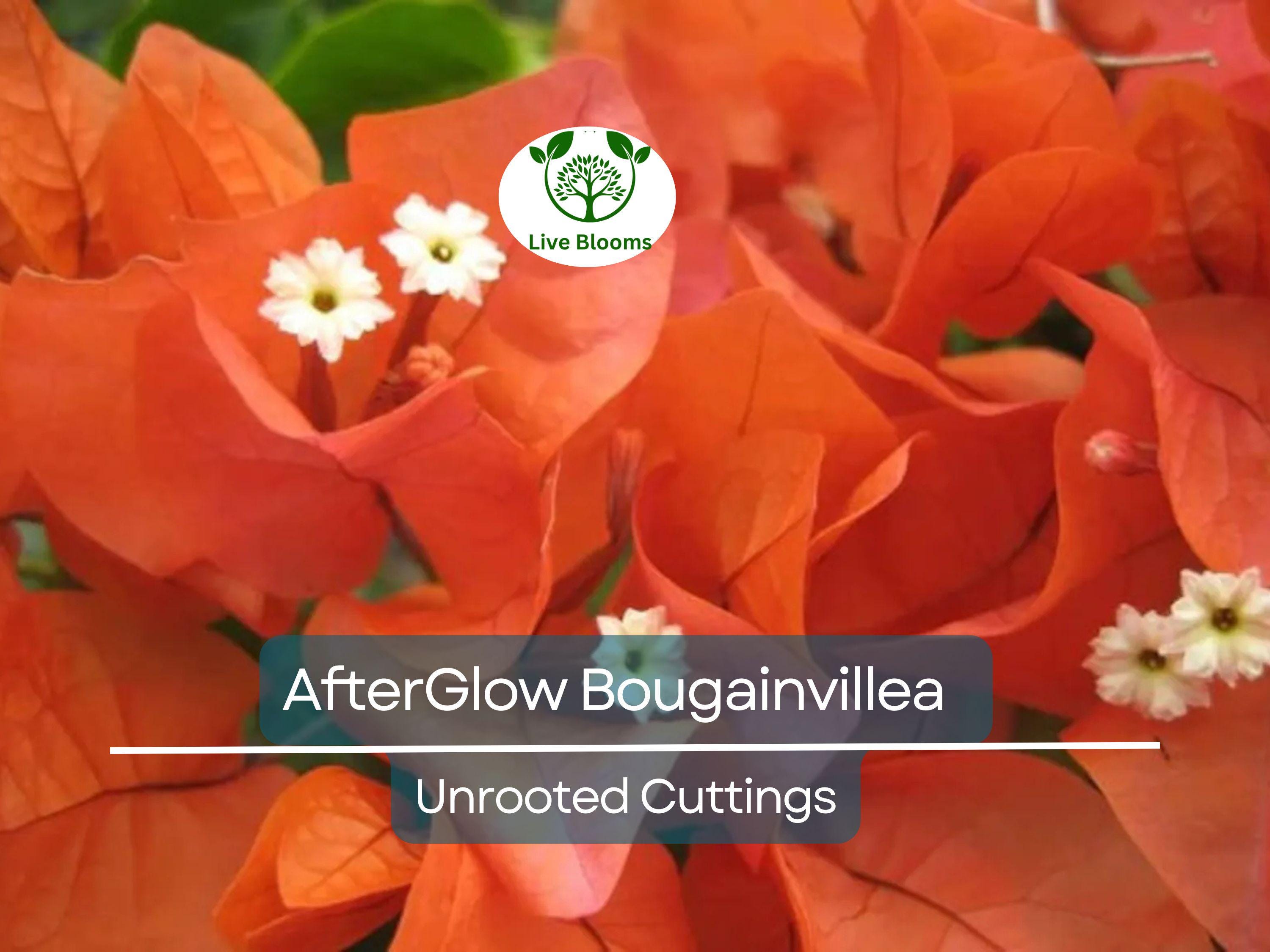 12 Organic Unrooted Cuttings Pink Orange After Glow Bougainvillea - Vibrant, Healthy, Perfect for Planting & Propagation