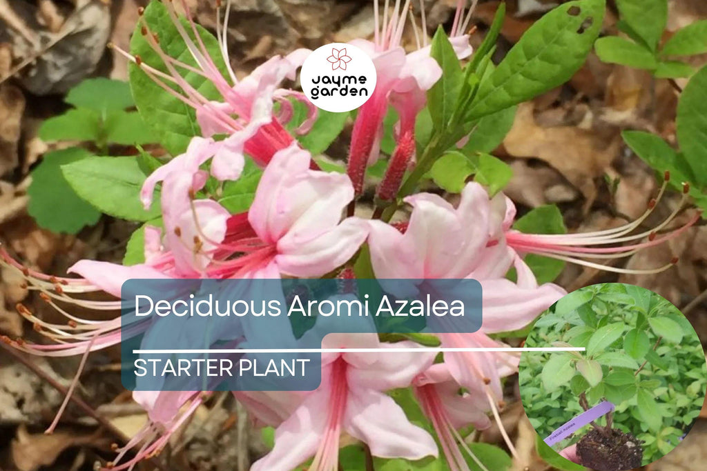 Spring Sensation Aromi Azalea | Deciduous Hybrid | Soft Pink Fragrant Flowers | Live Starter Plant | Zones 6-9