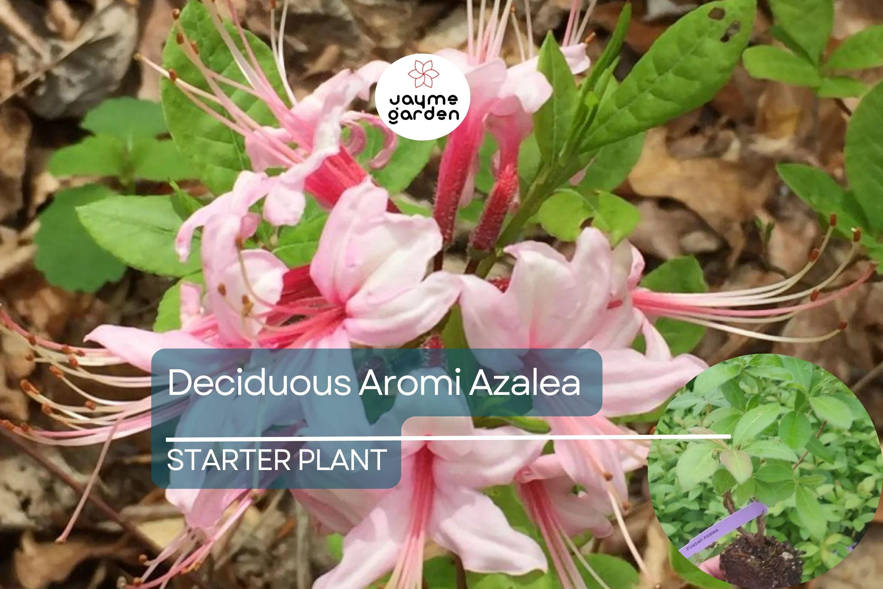 Spring Sensation Aromi Azalea | Deciduous Hybrid | Soft Pink Fragrant Flowers | Live Starter Plant | Zones 6-9