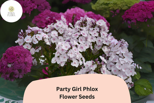 100+ Party Girl Phlox Seeds – Colorful Annual Garden Flower Seeds, Phlox drummondii