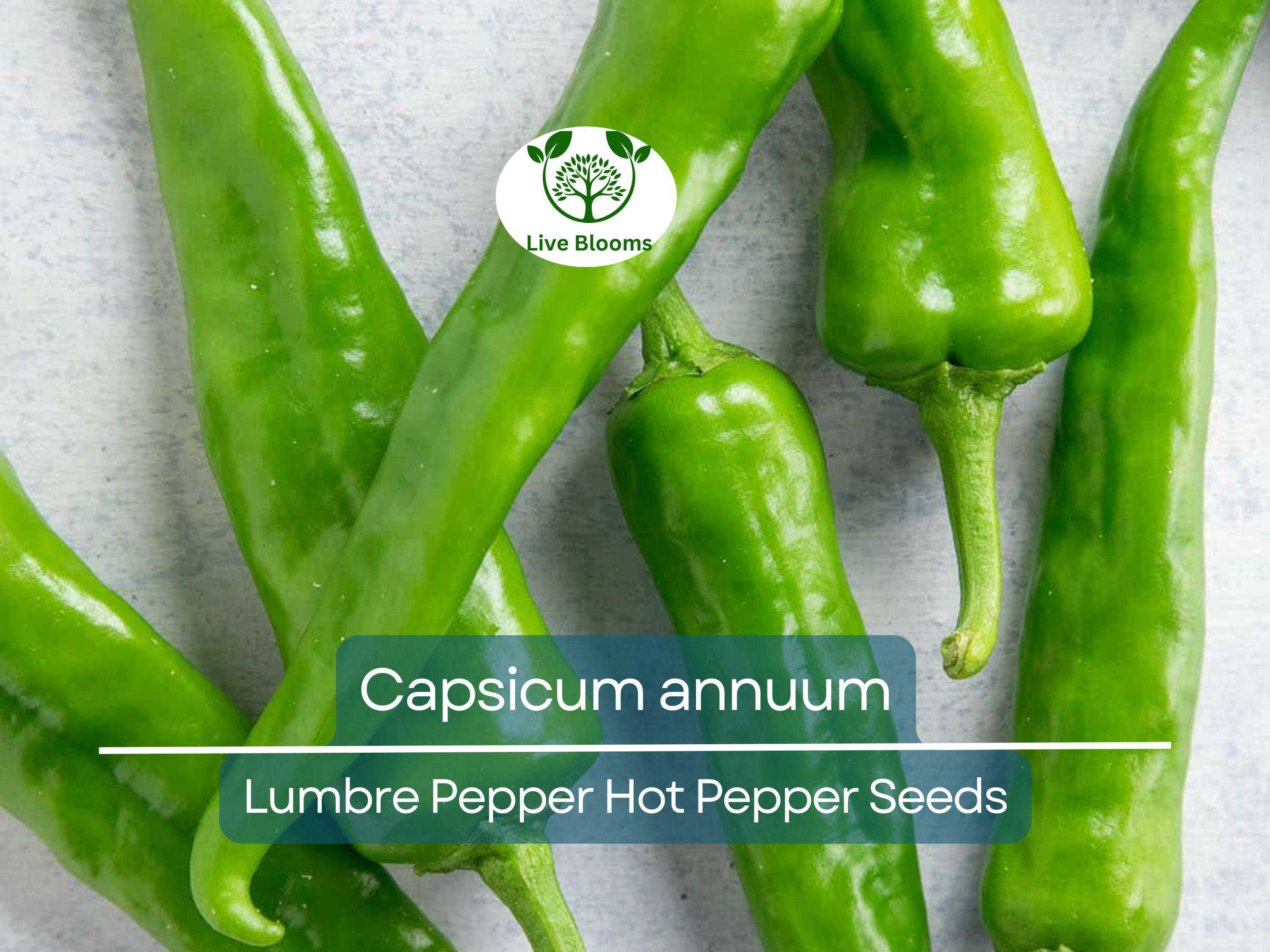 250 mg Seeds Lumbre Pepper – Capsicum annuum | Spicy Hot Pepper Variety for Planting, Gardening & Bold Culinary Harvest