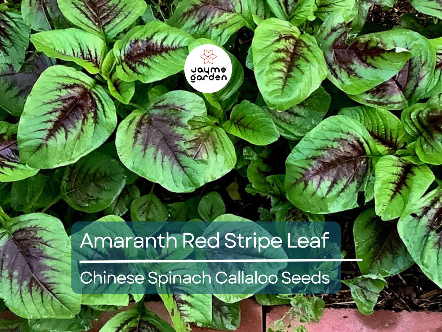 500 Seeds Edible Amaranth Red Stripe Leaf | Chinese Spinach | Yin Tsai Seeds for Planting | Red Beauty Tricolor | Red Callaloo Vegetable