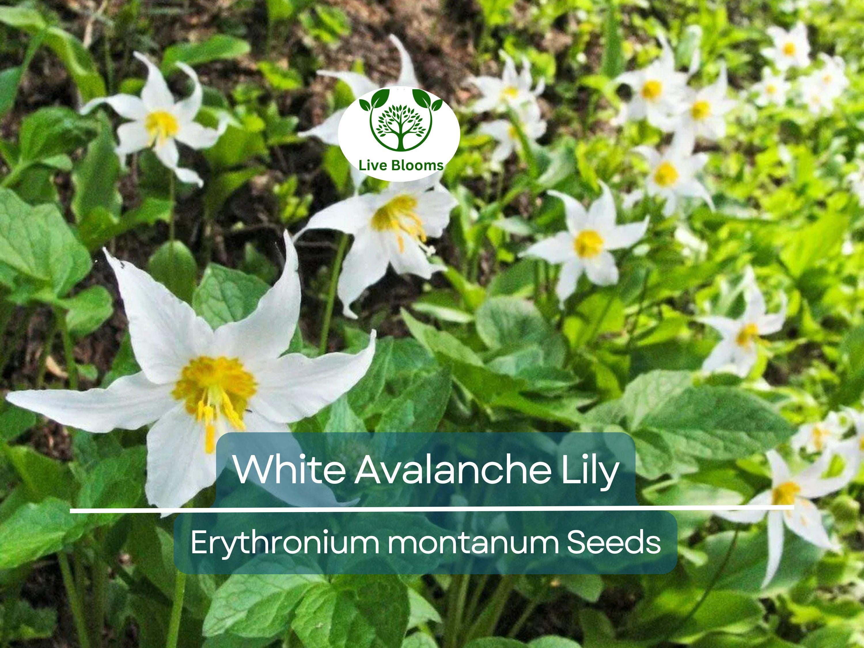 10 White Avalanche Lily Seeds (Erythronium Montanum) | Perennial Flower, Beautiful White Blooms, Easy to Grow, Shade Loving