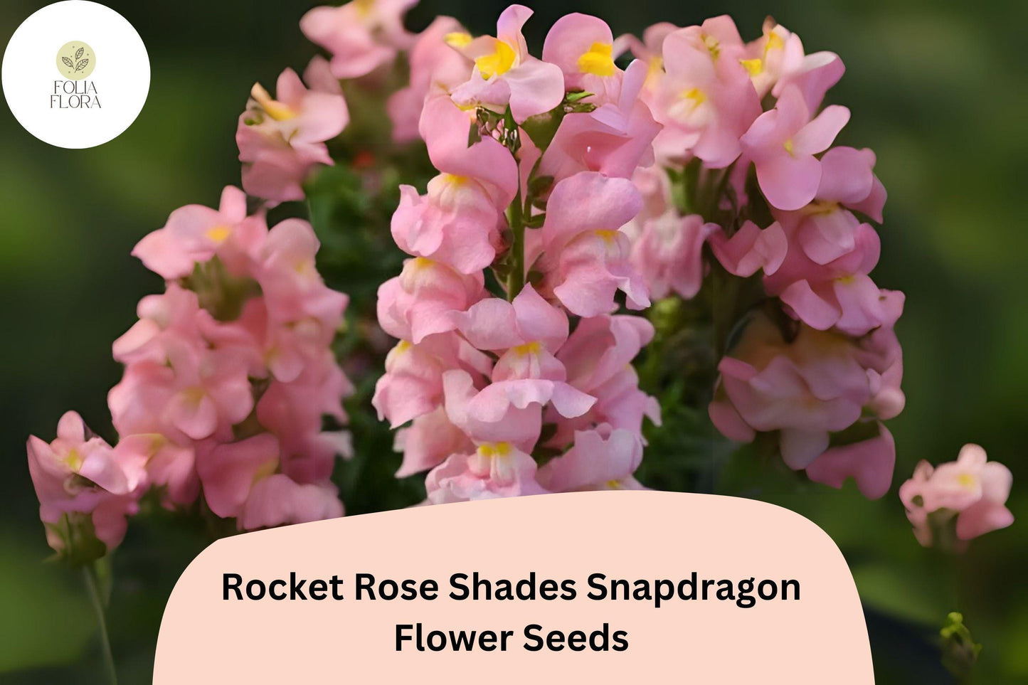 Antirrhinum majus Rocket Rose Shades Snapdragon Seeds – 1000+ Elegant Pink & Rose Blooms for Garden and Bouquets