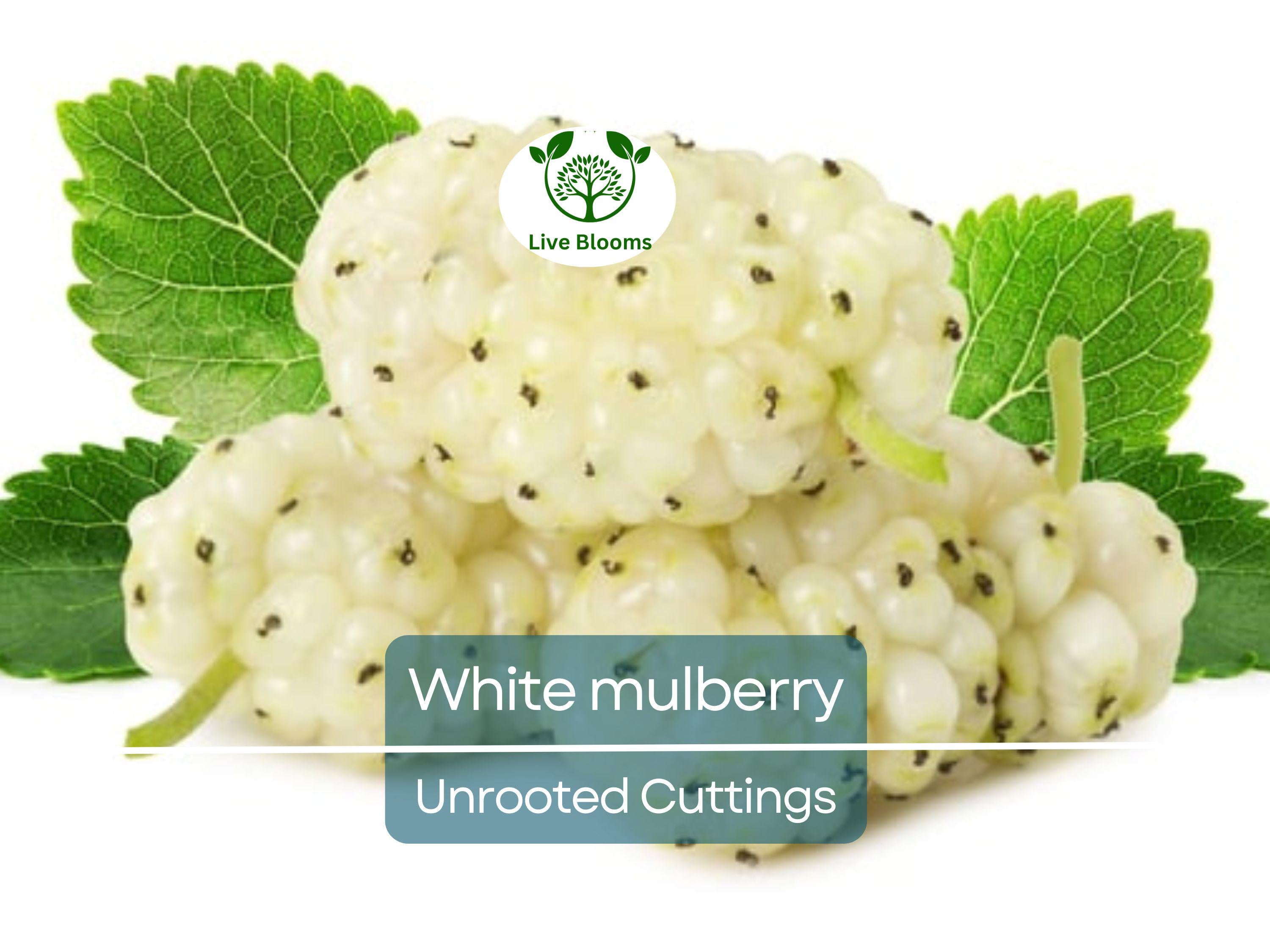 10pcs White Mulberry (Morus alba) Unrooted Cuttings 6-8", Edible Fruit Tree Cuttings, Grow Your Own Mulberry, Perfect for Gardens & Orchards