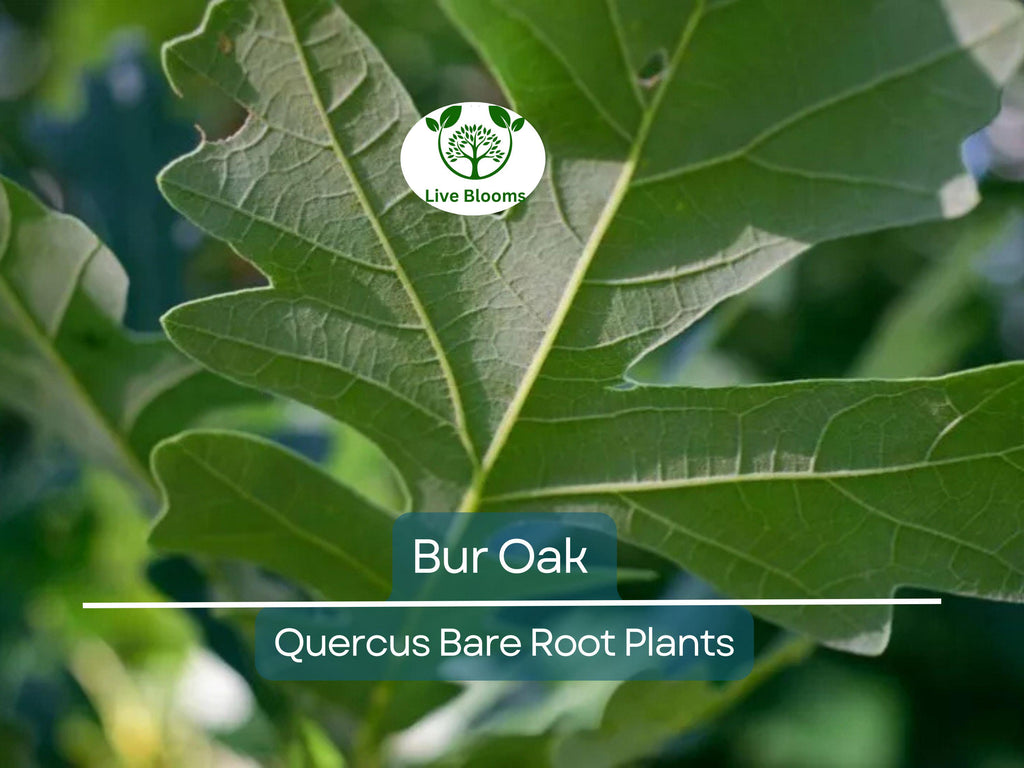 1 Bur Oak Tree – Live Bare Root Plant – Quercus macrocarpa – Hardy Native Shade Tree with Huge Acorns – Zone 3–8