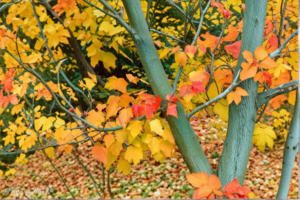 Acer Grosseri – Acer grosseri 10 Seeds | Rare Asian Maple | Ornamental Tree | Excellent Fall Color