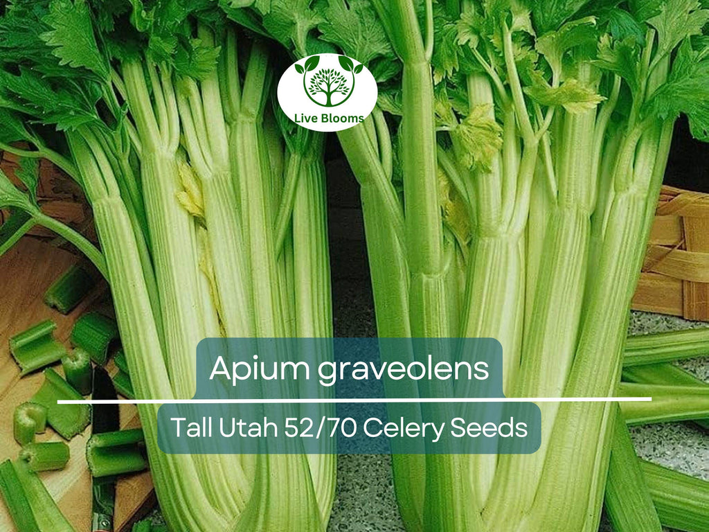 2500 Seeds Celery Tall Utah 52/70 - Apium graveolens | Heirloom Celery for Planting, Gardening Crisp Stalks for Cooking & Salads