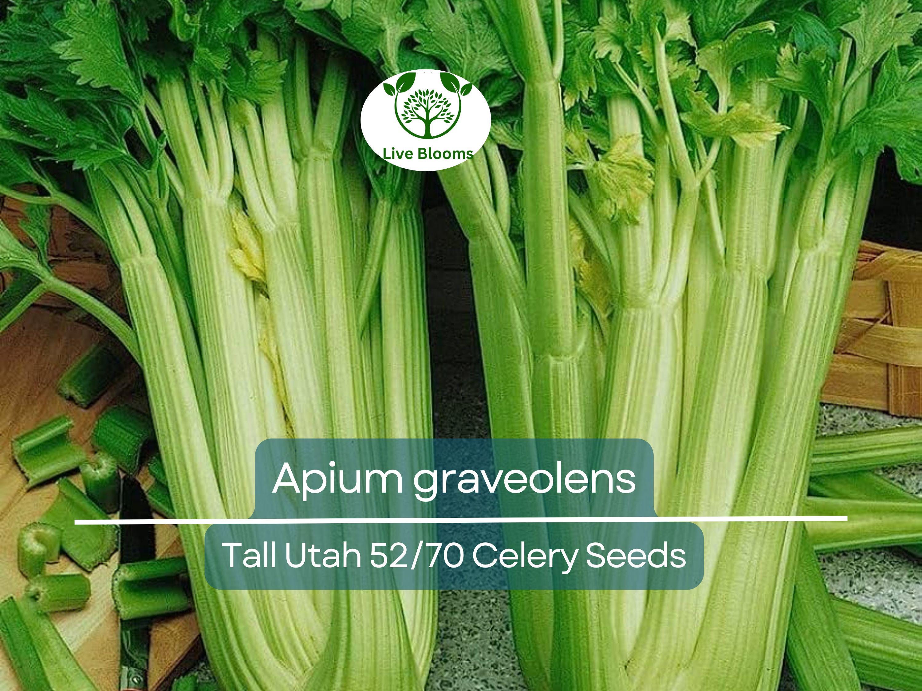 2500 Seeds Celery Tall Utah 52/70 - Apium graveolens | Heirloom Celery for Planting, Gardening Crisp Stalks for Cooking & Salads