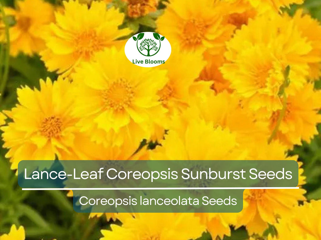100 Seeds Lance-Leaf Coreopsis Sunburst Perennial Wildflower Tickseed Non-GMO, Bright Yellow Flowers, Native to North America