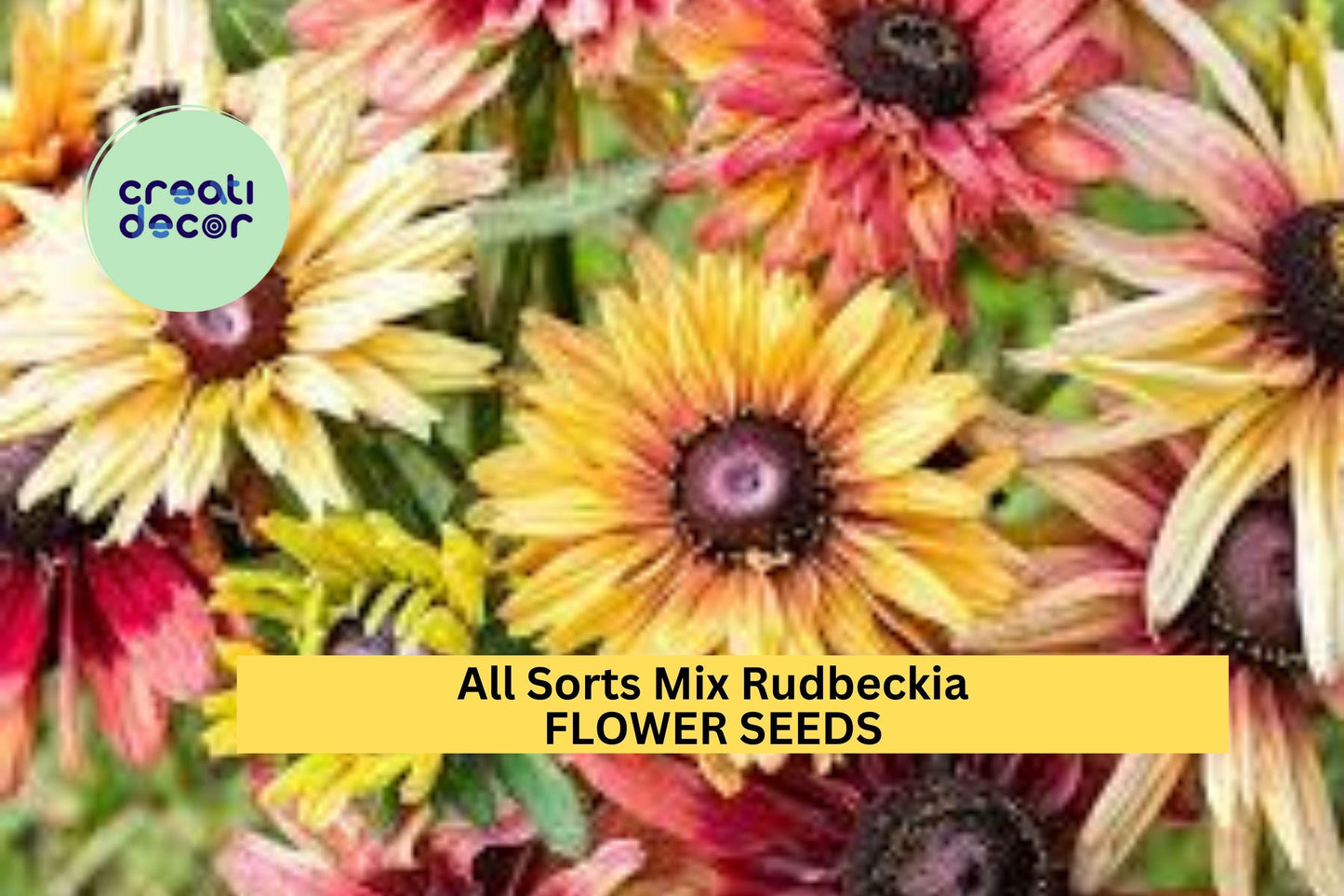 200+ All Sorts Mix Rudbeckia Seeds – Mixed Daisy-Like Blooms for Garden Planting, Long-Blooming Pollinator-Friendly Annuals – USA