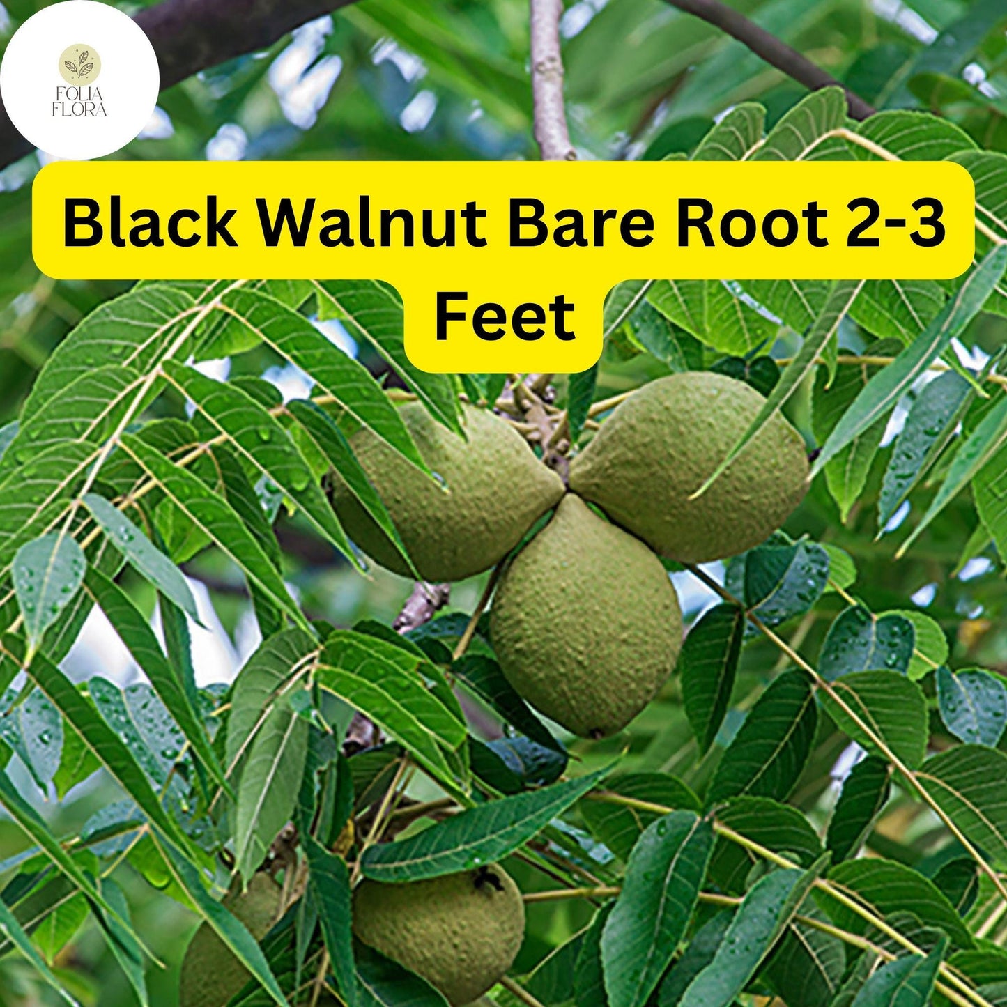 1 Juglans nigra Black Walnut Tree - Live Bare Root Plant 2-3 Feet for Zones 4-9