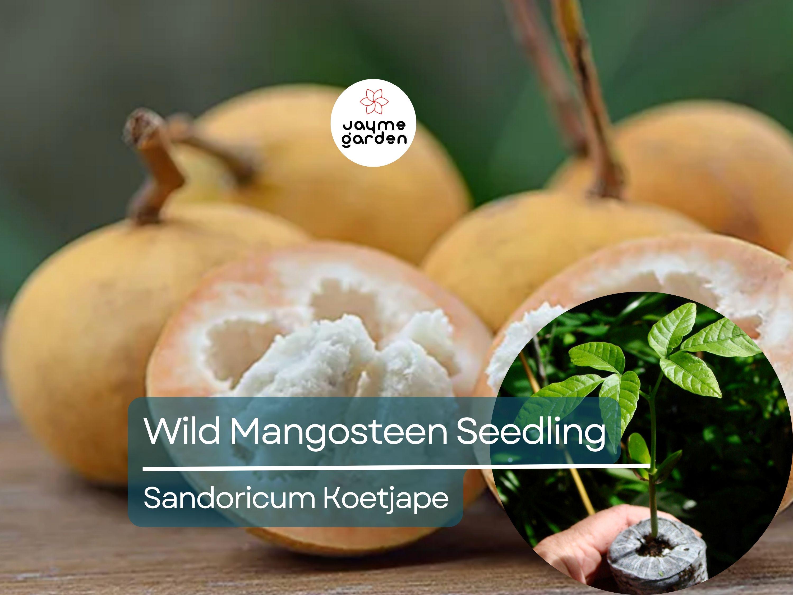 Wild Mangosteen Seedling - Sandoricum Koetjape - Live Tropical Fruit Tree 1’-2’ Tall, Cotton Fruit Starter Plant, Southeast Asian Fruit